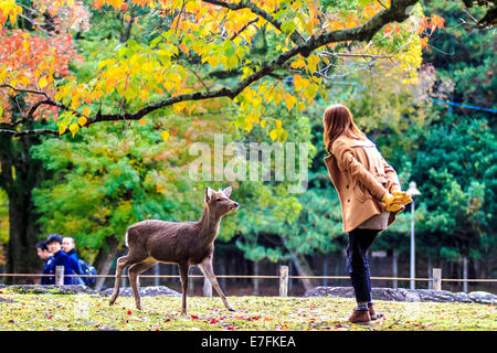 NARA, JAPAN - Nov 21: Besucher fressen wilde Rehe 21. April 2013 in Nara, Japan. Nara ist ein bedeutendes touristisches Ziel in Japan - f Stockfoto