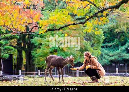 NARA, JAPAN - Nov 21: Besucher fressen wilde Rehe 21. April 2013 in Nara, Japan. Nara ist ein bedeutendes touristisches Ziel in Japan - f Stockfoto