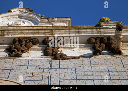 Nester der Mehlschwalbe (Delichon Urbica) Kolonie bauen gegen Gebäude in Portugal Stockfoto