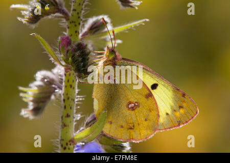 Bergers getrübt gelb (Colias Sareptensis) thront auf Blume Stockfoto