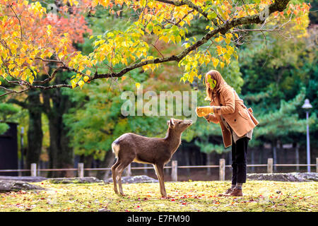 NARA, JAPAN - Nov 21: Besucher fressen wilde Rehe 21. April 2013 in Nara, Japan. Nara ist ein bedeutendes touristisches Ziel in Japan - f Stockfoto