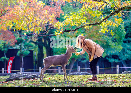 NARA, JAPAN - Nov 21: Besucher fressen wilde Rehe 21. April 2013 in Nara, Japan. Nara ist ein bedeutendes touristisches Ziel in Japan - f Stockfoto