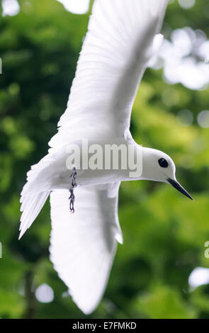 Feenseeschwalbe im Flug über die Insel St. Helena im Südatlantik. Eine der häufigsten Vögel auf St. Helena Stockfoto