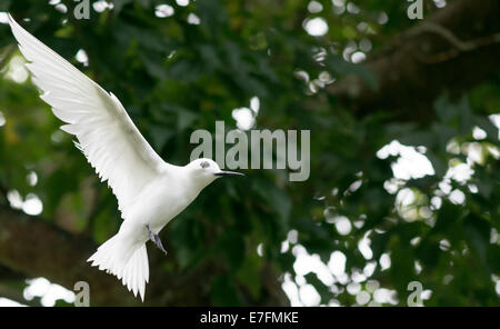 Feenseeschwalbe im Flug über die Insel St. Helena im Südatlantik. Eine der häufigsten Vögel auf St. Helena Stockfoto