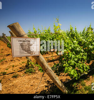 Sauvignon Blanc Reben in Chile, Südamerika. Stockfoto