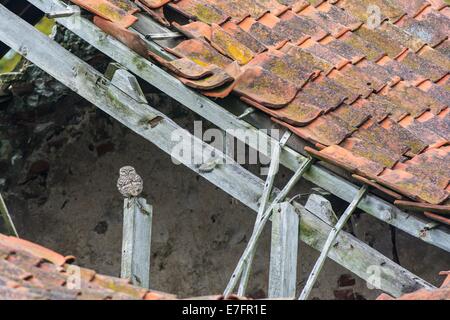 Steinkauz, Athene Noctua, alleinstehenden thront in verfallenen Scheune, Norfolk, England, April. Stockfoto