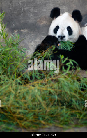 Giant Panda Bär in Shanghai, China. Der Panda (Ailuropoda Melanoleuca, beleuchtet. "schwarze und weiße Katze-Fuß"; Dàxióngmāo, auch bekannt Stockfoto