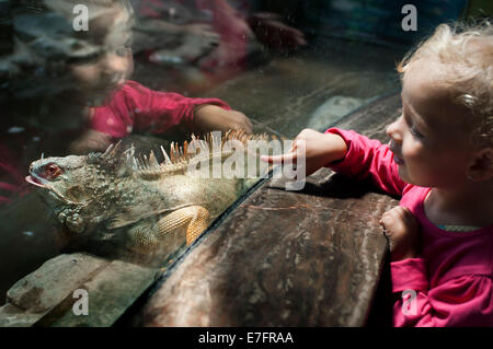 Ein kleines Mädchen schaut eine Eidechse durch das Glas im Shanghai Zoo. Shanghai Zoo ist der größte zoologische Garten in Changning Distri Stockfoto