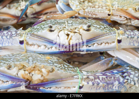 Krabben auf dem Display auf einem Markt in Thailand Stockfoto