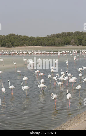 Flamingos in der Ras Al Khor Wildlife Sanctuary in Dubai Stockfoto