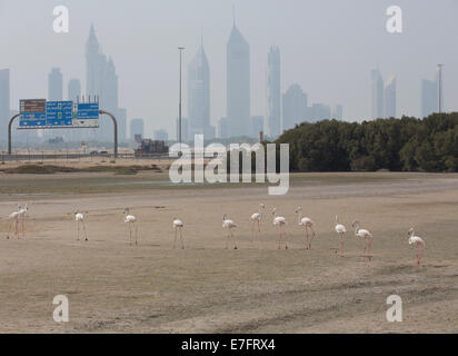 Flamingos in der Ras Al Khor Wildlife Sanctuary in Dubai Stockfoto