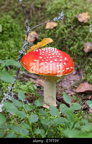 Fly Amanita Pilz Stockfoto
