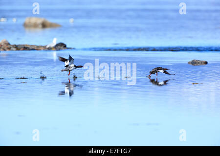 Mergus Serrator, Red-breasted Prototyp.  Das Foto wurde im Kandalaksha Golf am Weißen Meer. Russland, Gebiet Murmansk. Stockfoto