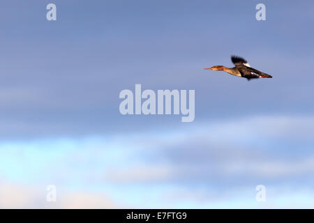 Mergus Serrator, Red-breasted Prototyp.  Das Foto wurde im Kandalaksha Golf am Weißen Meer. Russland, Gebiet Murmansk. Stockfoto