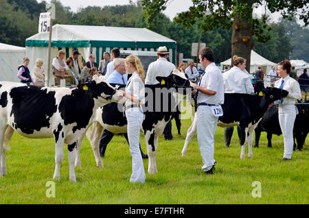 Nun stellte sich heraus zu urteilen Kälber unter einem Jahr alt in Romsey Show 2014 mit jungen männlichen und weiblichen Lager Handler. Stockfoto