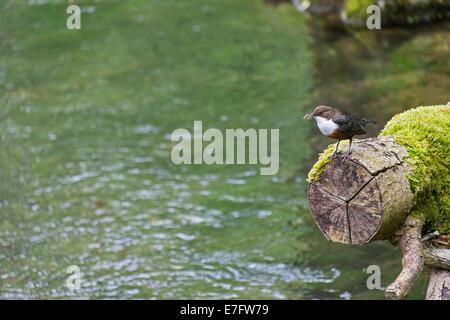 Wasseramsel, Cinclus Cinclus, Erwachsene mit Schnabel voller Wasser getragen Insekten für Fütterung junger, Fluß Lathkill, Peak District Stockfoto