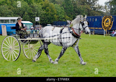 Schweren Pferd Hengste ziehen leichte Zweirad-Buggys der kanadischen Art von Reisen "Hengst Men" des 19. Jahrhunderts verwendet. Stockfoto