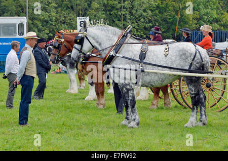 Schweren Pferd Hengste ziehen leichte Zweirad-Buggys der kanadischen Art von Reisen "Hengst Men" des 19. Jahrhunderts verwendet. Stockfoto