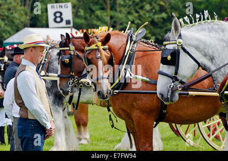 Schweren Pferd Hengste ziehen leichte Zweirad-Buggys - Wettbewerb in Romsey Show zu urteilen. Hier sucht dich! Stockfoto