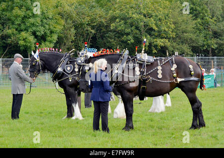 Schwere Pferde in der dekorierten Kabelbaum-Klasse in Romsey Show 2014 Beurteilung Stockfoto