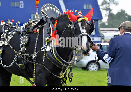 Schwere Pferde in der dekorierten Kabelbaum-Klasse in Romsey Show 2014 Beurteilung Stockfoto