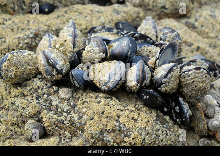 Wild Muscheln auf Rock, Dinard, Bretagne, Frankreich Stockfoto