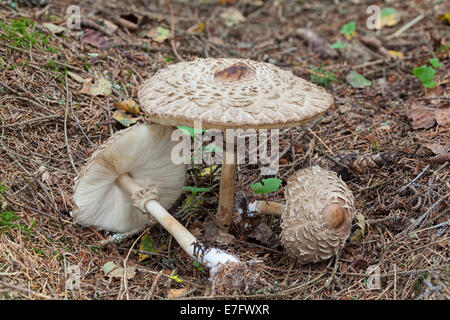 Parasol-Pilze Stockfoto
