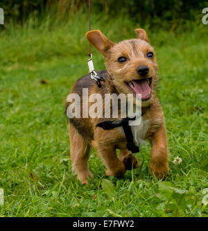 Hund an der Leine Stockfoto