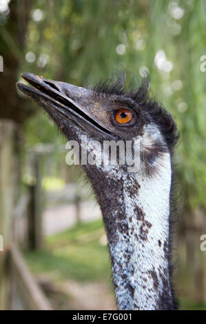 Emu-Portrait Stockfoto