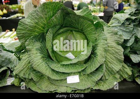 Top-Class-Gemüse auf The Harrogate Herbst Show 2014 Stockfoto