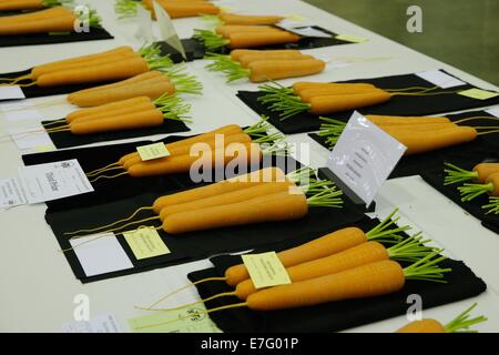 Top-Class-Gemüse auf The Harrogate Herbst Show 2014 Stockfoto