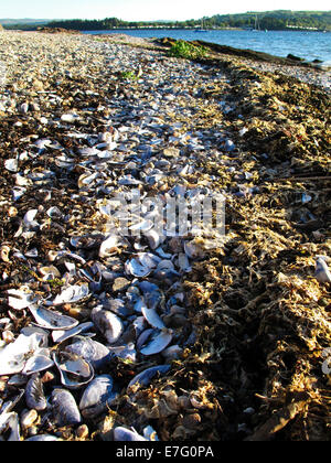 Offene Muscheln Muscheln und Algen auf Wasserlinie Stockfoto