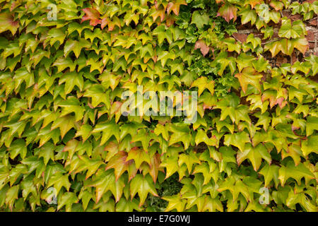 Boston-Efeu - Parthenocissus Tricuspidata - bunte rote und grüne Blätter der Kletterpflanze wachsen auf und die Mauer des Hauses Stockfoto