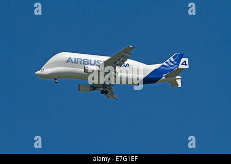 Riesige Airbus Beluga A300-600ST super Transporter Frachtflugzeug im Flug gegen blauen Himmel in der Nähe von Chester, England Stockfoto