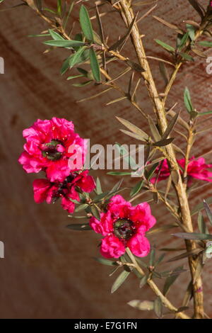 Manuka Busch (Leptospermum Scoparium) Blumen Stockfoto