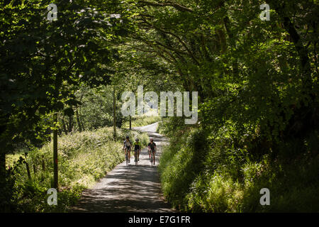 Drei Radfahrer einen schattigen Waldweg in Pembrokeshire, Wales Stockfoto