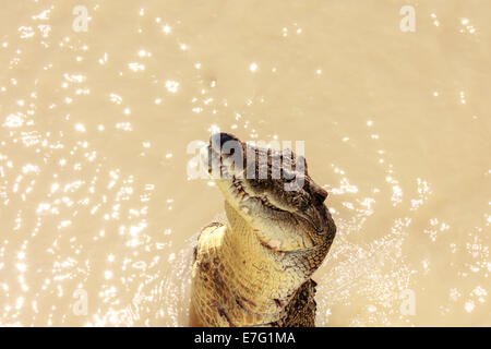 Krokodile haben gelernt, zu springen, Fleisch Stockfoto