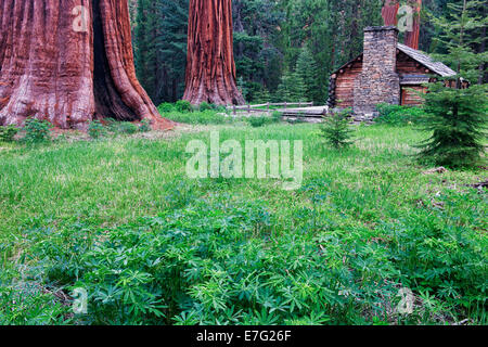 Das historische Museum Hütte entstand unter den Mariposa Grove von Giant Sequoias im kalifornischen Yosemite National Park. Stockfoto