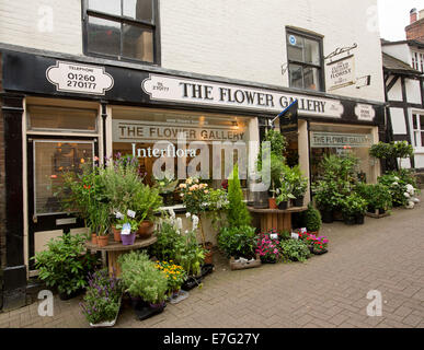 Blumenladen mit bunte Anzeige von Topfpflanzen auf Pflasterung der Fußgängerzone im Herzen der englischen Stadt Congleton Stockfoto