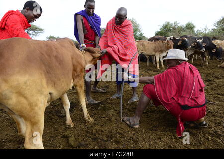 Maasai Männer, die Blut aus der Vene in den Hals der Kuh aus Bohrung mit Pfeil im Südlichen Kenia Ostafrika. Stockfoto