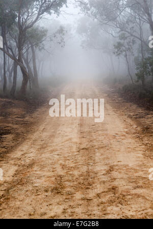 Australischen Busch Spur in Nebel bedeckt Stockfoto