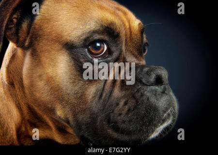 Schönes Porträt von einem Boxer Hund auf schwarzem Hintergrund Stockfoto