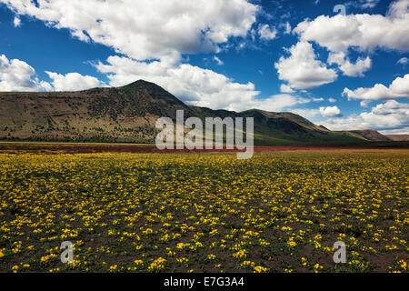 Gelbe Abend Wüste Primel in der Nähe von Juniper See in SE Oregon remote Harney Grafschaft. Stockfoto