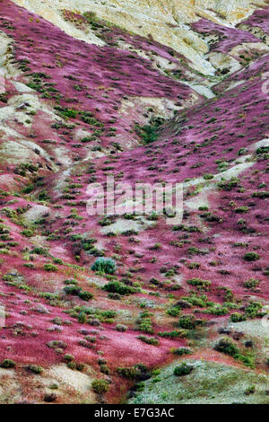 Bunte Muster der Frühling Brome Gräser auf den Hügeln in SE Oregon Fernbedienung Leslie Gulch und Malheur Grafschaft. Stockfoto