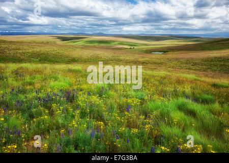 Sonne bricht über die sanften Hügel des NE Oregon Zumwalt Prairie Preserve in Wallowa County. Stockfoto