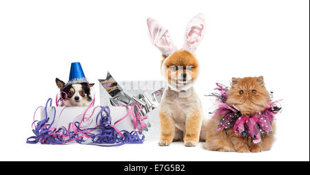 Hunde und Katze feiern vor weißem Hintergrund Stockfoto