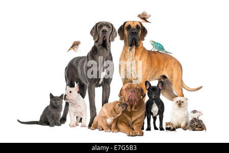 Gruppe von Haustiere - Hund, Katze, Vogel, Reptil, Kaninchen vor weißem Hintergrund Stockfoto