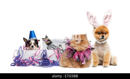 Hunde und Katze feiern vor weißem Hintergrund Stockfoto