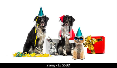 Hunde feiern vor weißem Hintergrund Stockfoto