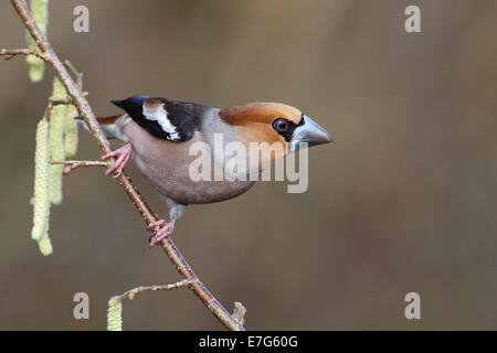 Kernbeißer (Coccothraustes Coccothraustes) thront auf dem Ast eine Blüte gemeinsame Hasel (Corylus Avellana) Stockfoto